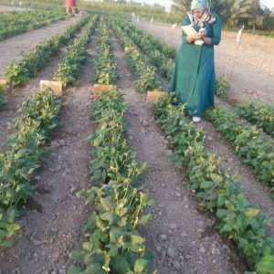 The final stages of the experience of a master student at the Faculty of Agriculture, University of Diyala.