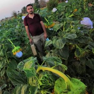 In the field of sustainable agriculture, a faculty member from the College of Agriculture is conducting research on the sunflower.