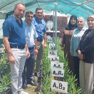 A pioneering scientific achievement at the University of Diyala: for the first time, the College of Agriculture has successfully cultivated ginger.