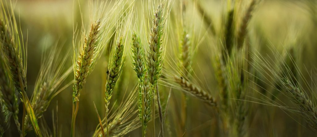 crops