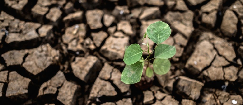 soil